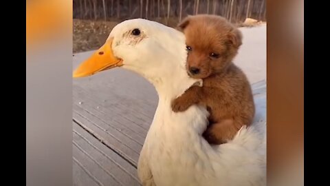 Adorable Puppy Loves Its Duck Buddy ❤