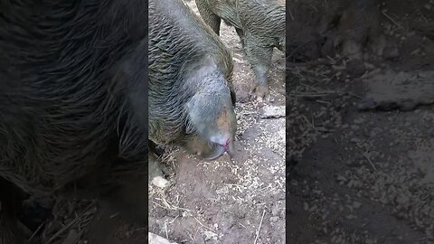 Pigs can get feisty and bite an ear off if you get in the way of their dinner time.