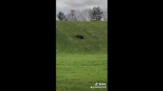 Senior Labrador caught on camera rolling down a hill
