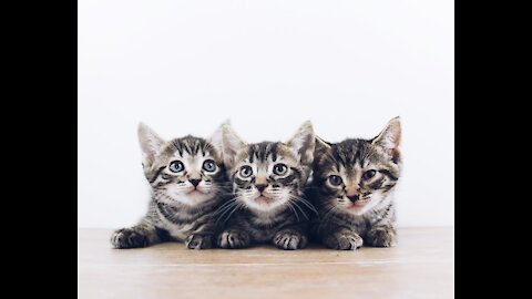 6-cute kittens funny videos
