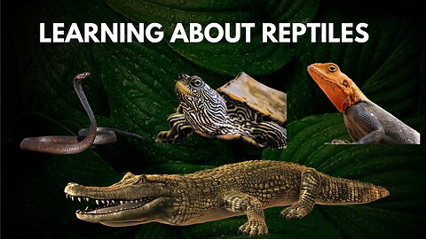 Learn About Reptile