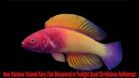 New Rainbow Colored Fairy Fish Discovered In Twilight Zone! Cirrhilabrus finifenmaa!
