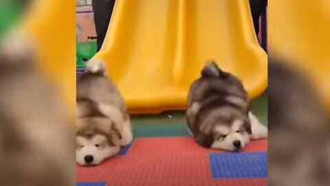 Wolf babies. Funny video compilation *-* / Bebés lobo