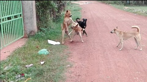 Male Dogs Fight - Cute Puppy
