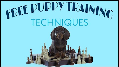 How to train your dog properly and make them Intelligent