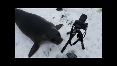 Elephant seal pup checks out my time lapse