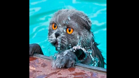Scared Cats Hate Falling In The Water 😂😂😂 Funny Cat Video