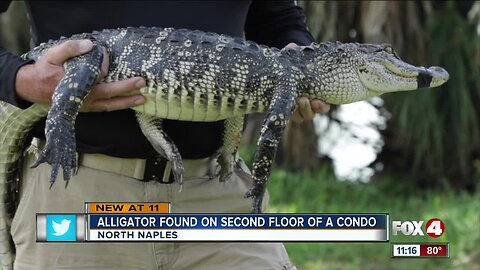 Alligator found on second-floor of Naples condo building