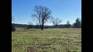 140 Acres Winona Cattle Ranch For Sale, Winona TX, Smith County