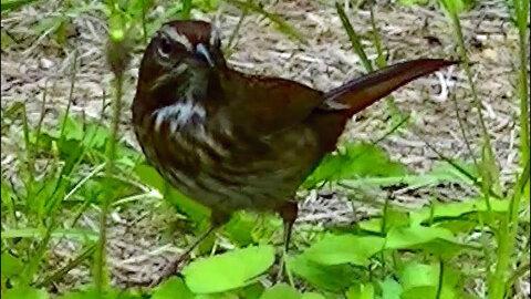 IECV NV #173 - 👀 Song Sparrow, A Squirrel, A Dark Eyed Junco, And Speckled Starling 9-24-2015
