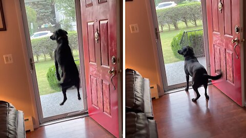 Dog Literally Hops For Joy When Owner's Dad Comes To Visit