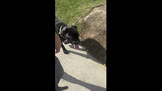 How I train a Cane Corso puppy not to go in the street