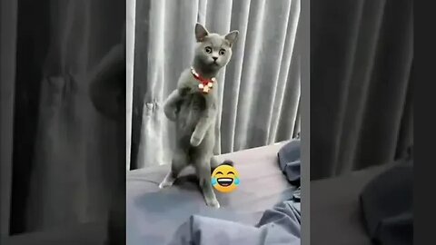 The Best Funny Animal videos compilation of the 2022 try not to laugh 🤣 🤣