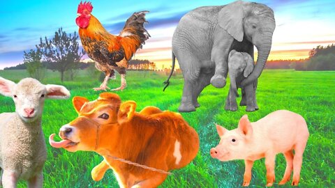 Cute Animal Sound, cow, duck, cute cats, chicken, interesting animal sounds