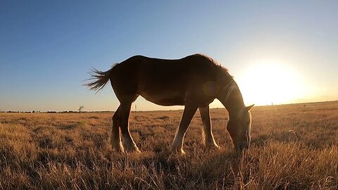 Relax with Rescued Belgian Draft Horses grazing in the Texas sunset AMBIENT piano music, Meditation