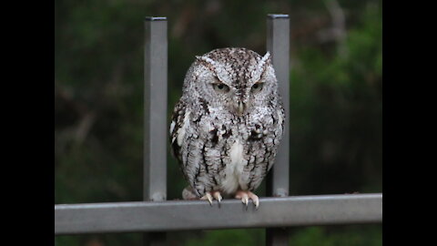 Screech Owls' "Whinny" Call