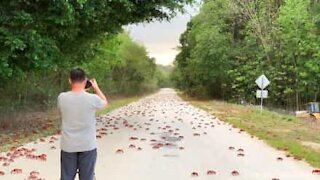 La folle migration des crabes rouges en Australie