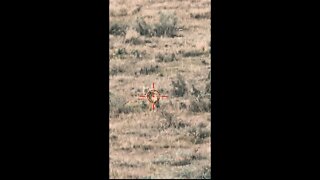 Hunting Coyotes #shorts #dogs #animals #hunter #075