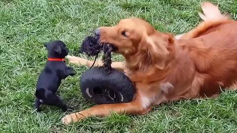 A Golden Retriever Dog And A Pug Puppy Dog Play Tug Of War