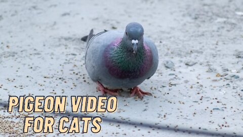 Beautiful Pigeon Videos For Cats To Watch By Kingdom Of Awais
