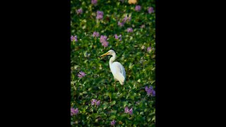 Wildlife Birds Family