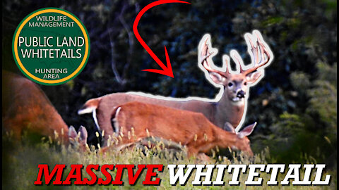 Public Land Scouting Deer | Massive Whitetail Buck | Big Shooter Bucks