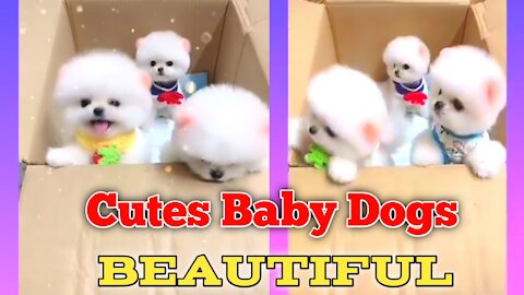 Cutes Three Baby Dogs || white Pup || Short Video || Dogs funny video