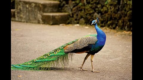 🦚 Mesmerizing Beauty in 8K: The Magnificent Peacock 🌟