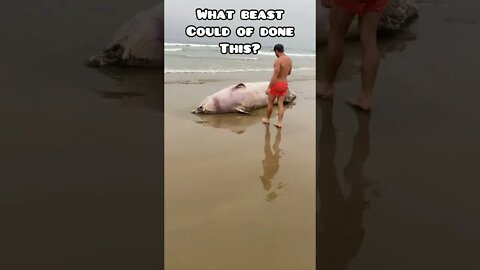 What beast could of done this #shark #beast #beachlife #ecuador #ecuadorlife #wiersmerica