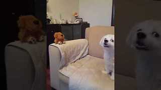 Dog Has Ongoing Conversation With Mimicking Toy Dog