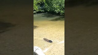 He look Crocodile in the River #shorts #philippines #river #crocodile