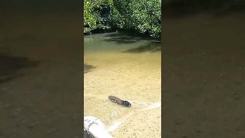 He look Crocodile in the River #shorts #philippines #river #crocodile