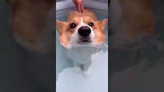 Bath Time Tiktok corgicorgicor