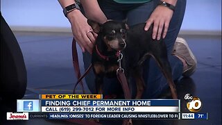 Pet of the Week: Cheif
