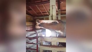 Funny Horse Shows Its Teeth In A Barn