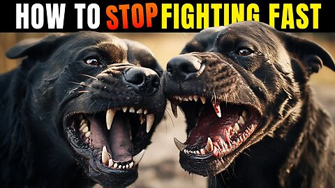 My Dogs FIGHT & HATE Each Other! #dog #fight #dogtraining