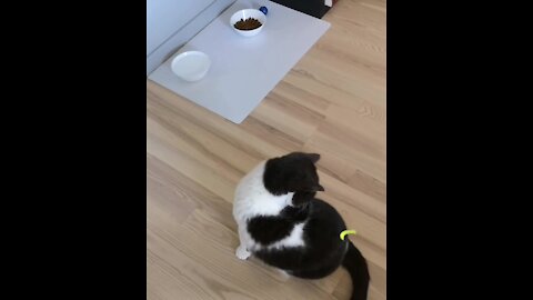 Owner Pranks Cat By Sticking A Piece Of Paper On Its Lower Back