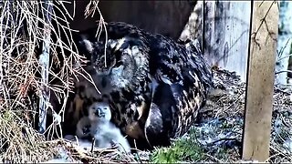 Lunchtime For the Owlets 🦉 05/03/23 12:34