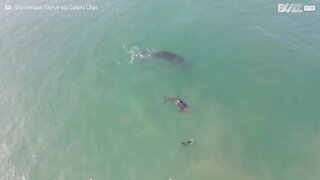 Un drone a filmé une énorme baleine et son bébé nageant auprès des surfeurs