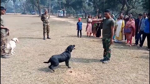 Army Animal Training Special Hand Signal - Dog Expert Show - Funny Pets