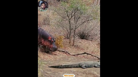 crocodiles avoid attacking hippos because of their size