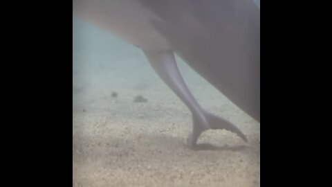 The birth of a newborn dolphin