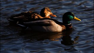 Mallard Ducks Hunting For Food