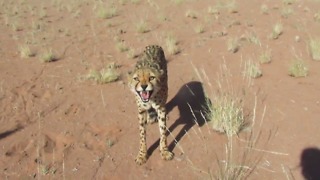 Rescued cheetahs being protective over ostrich carcass