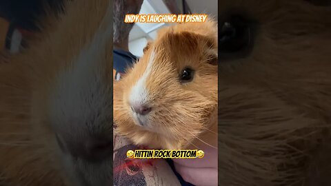 🤣Hittin Rock Bottom🤣 Indy Is Laughing At Disney #channel #guineapig #disneyfail #indianajones