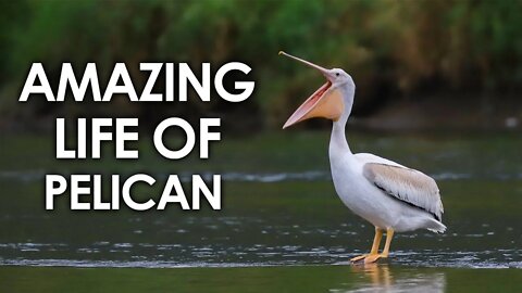 AMAZING LIFE OF PELICAN | FACTS ABOUT PELICAN | PELICAN | ANIMAL | NATURE