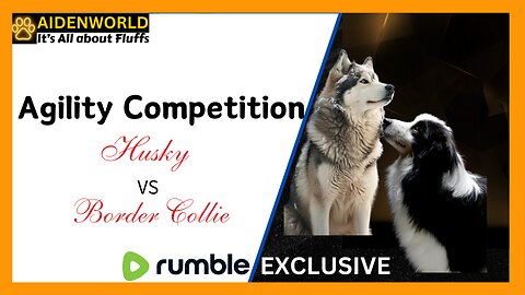 Agility Competition：Husky VS Border Collie