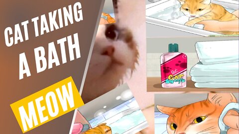 Cat taking a bath meow meow ^_^