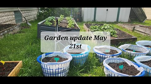 Garden update May 21st #gardening