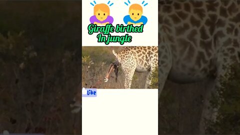 Giraffe birthed in jungle @